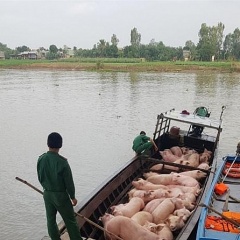 Triển khai nhiều biện pháp chống buôn lậu lợn